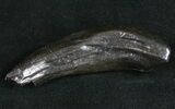Fossil Sperm Whale Tooth #10092-1